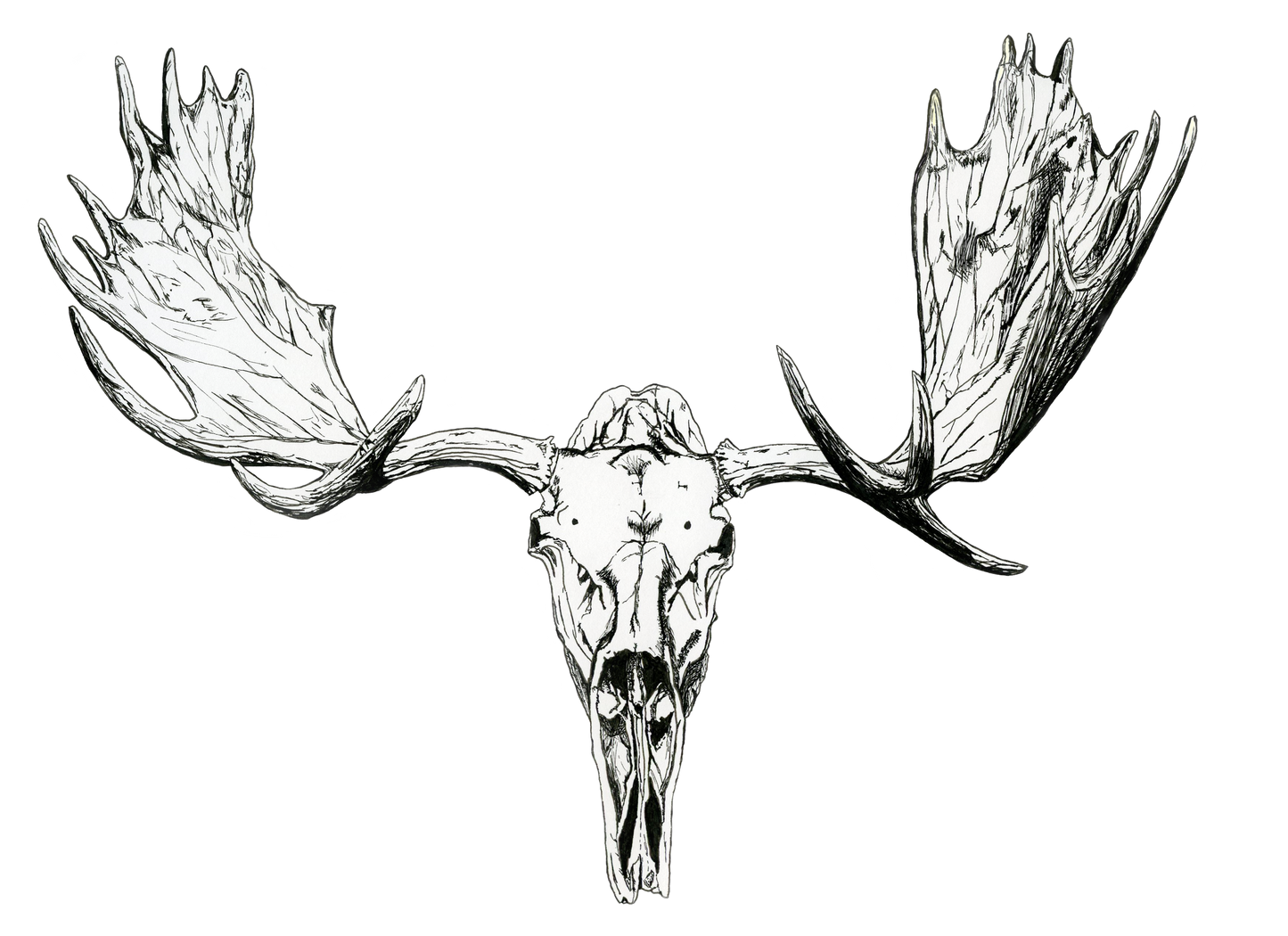 Moose Skull Print