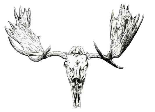 Moose Skull Print